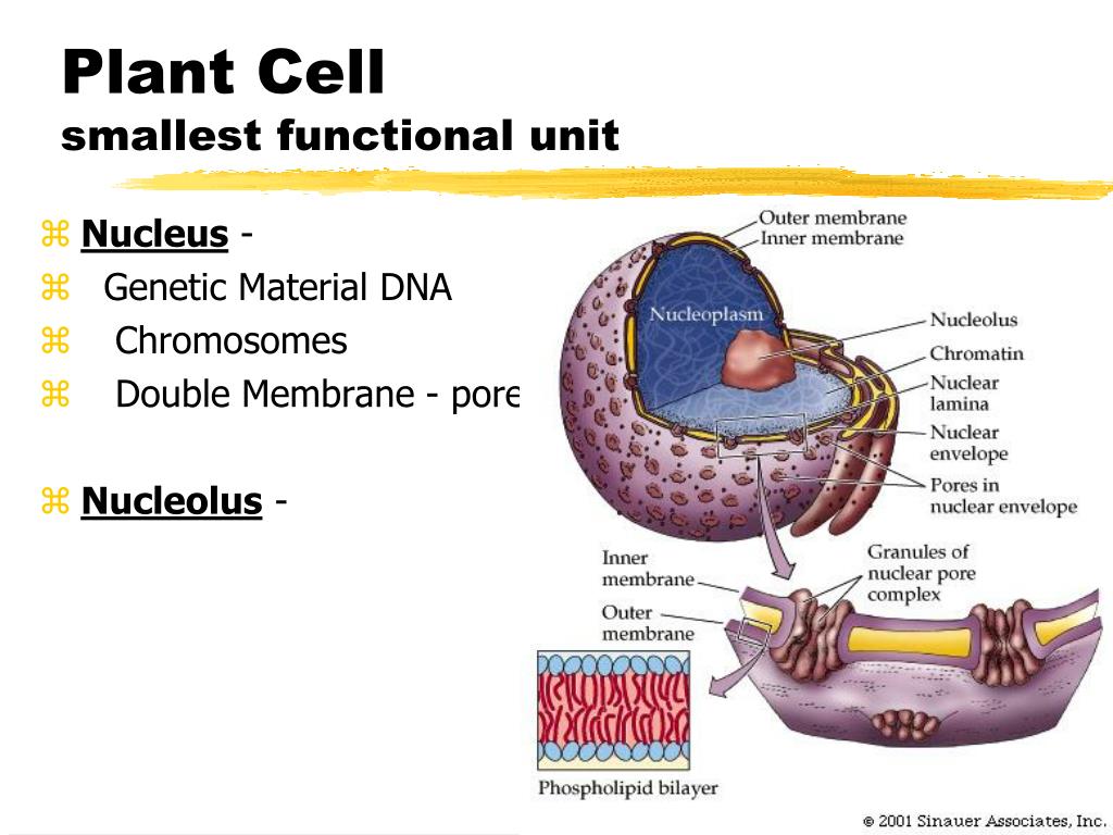 PPT - Plant Physiology PowerPoint Presentation; free download - ID:4183319