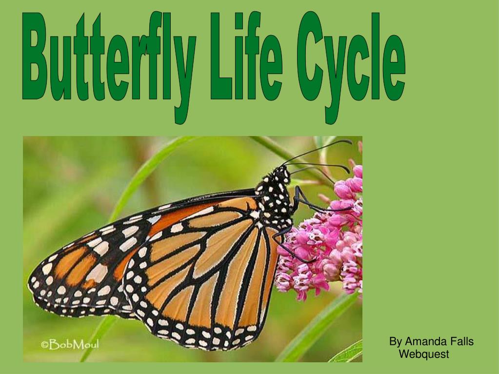 powerpoint presentation on life cycle of butterfly