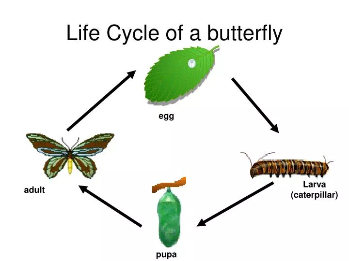 powerpoint presentation on life cycle of butterfly