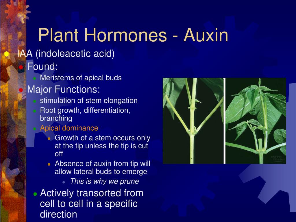 ppt-plant-hormones-powerpoint-presentation-free-download-id-4185246