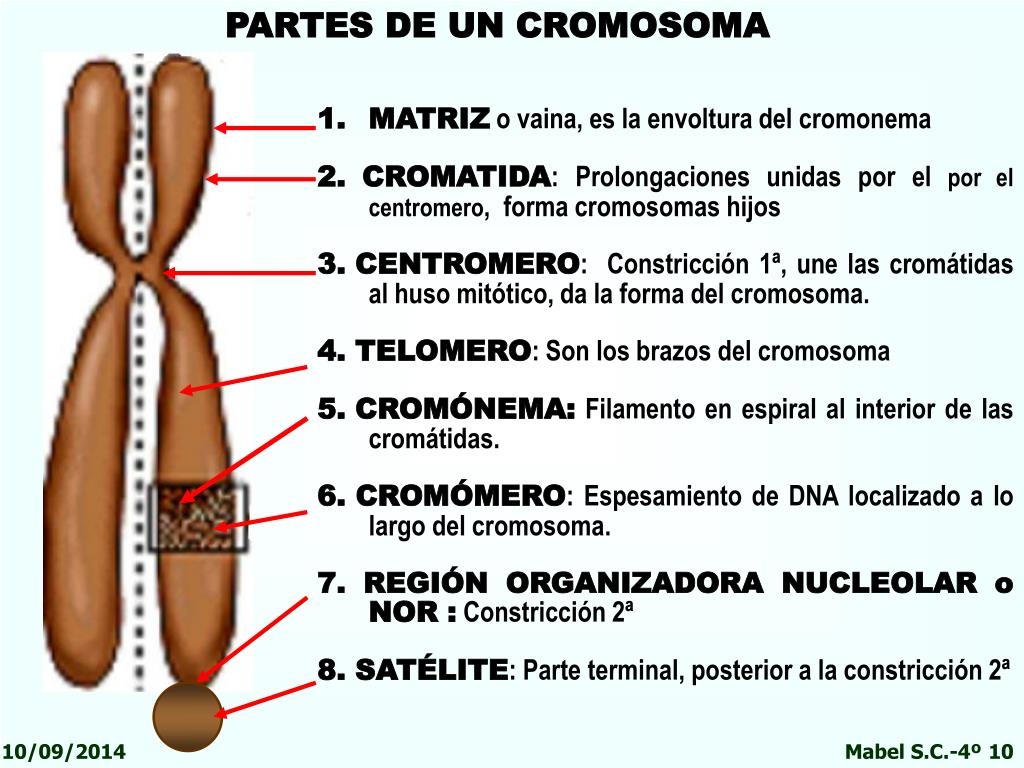 Cromosoma que significa