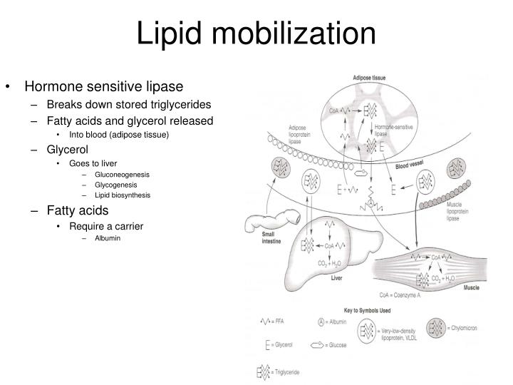 PPT Lipid metabolism PowerPoint Presentation ID4187488