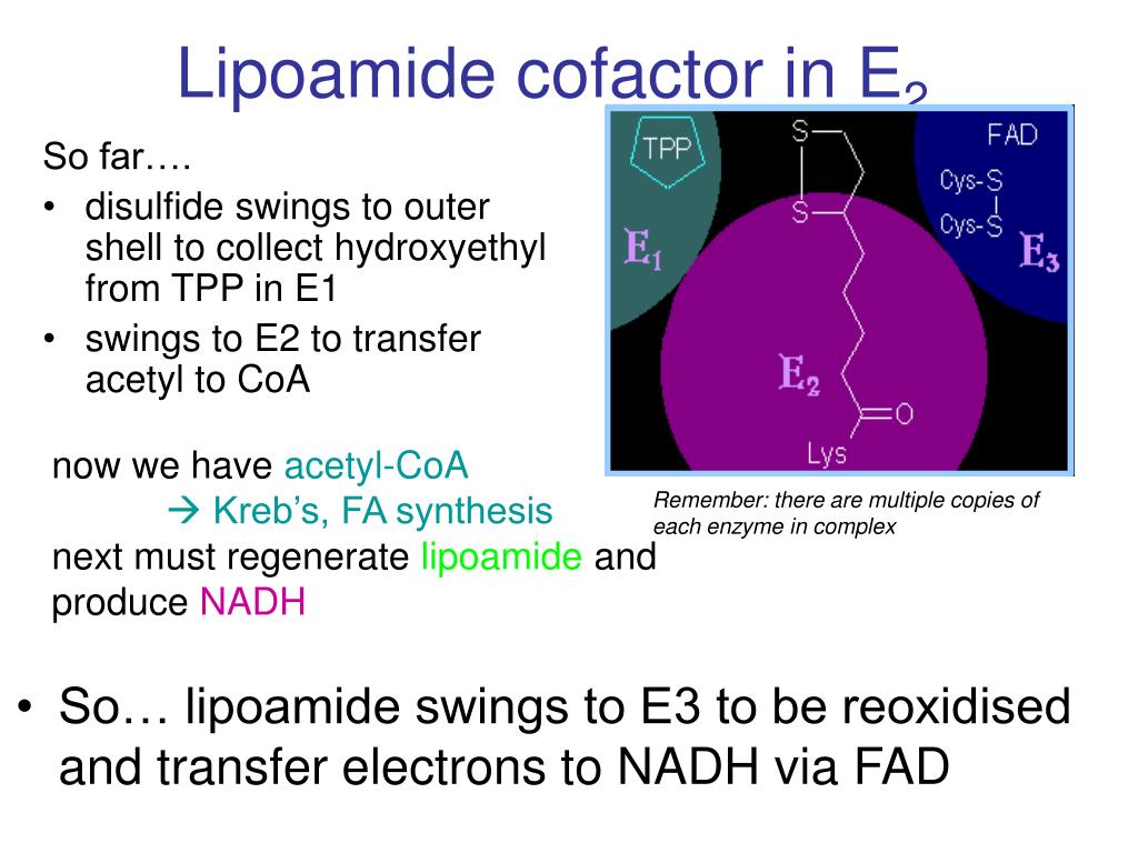 PPT Control Of Metabolic Reactions PowerPoint Presentation Free PPT Control Of Metabolic Reactions PowerPoint Presentation Free
