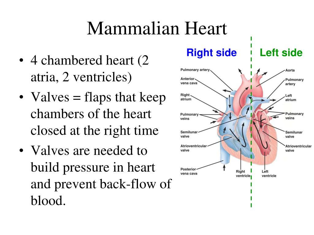 PPT - Mammalian Circulation: Components and Control PowerPoint