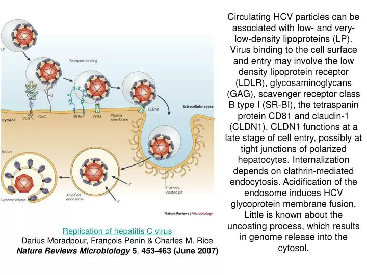 PPT - Replication of hepatitis C virus Darius Moradpour, François Penin ...