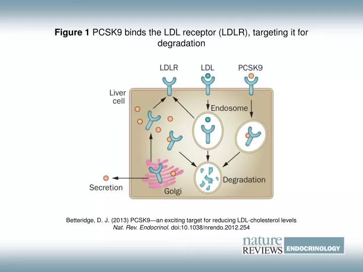 PPT - Figure 1 PCSK9 binds the LDL receptor (LDLR), targeting it for ...