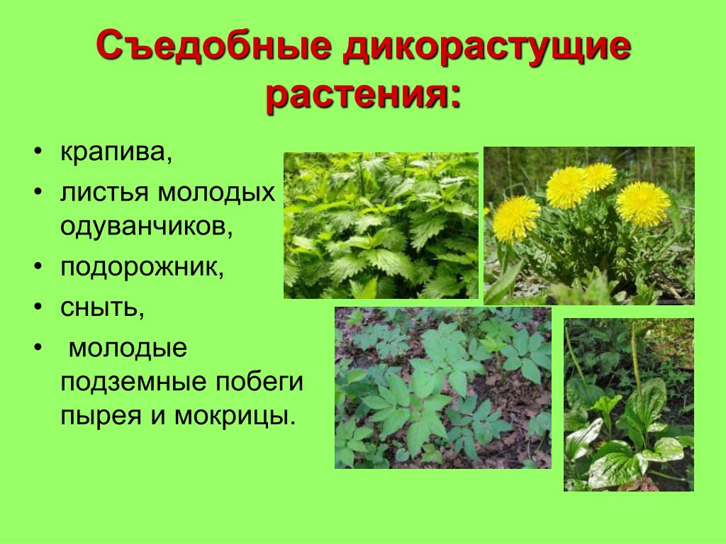 Полезные для человека дикорастущие растения