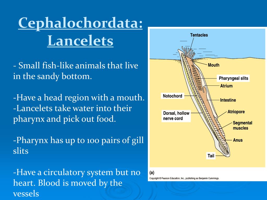 PPT - PHYLUM CHORDATA PowerPoint Presentation, free download - ID:4189496
