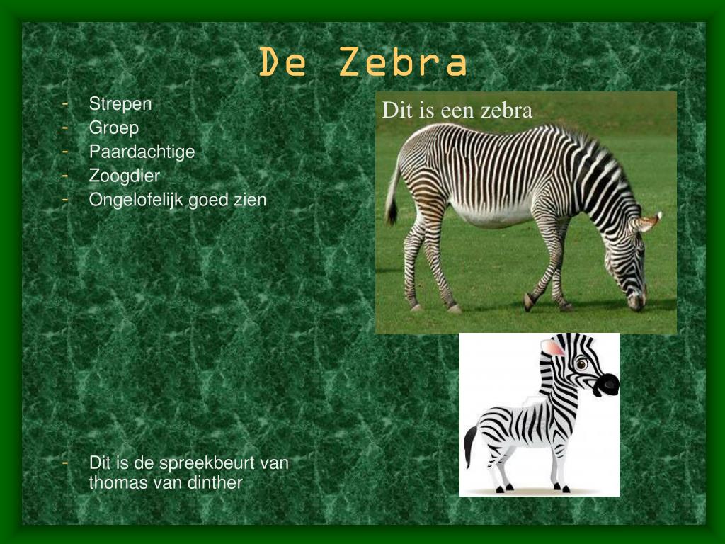 zebra presentation