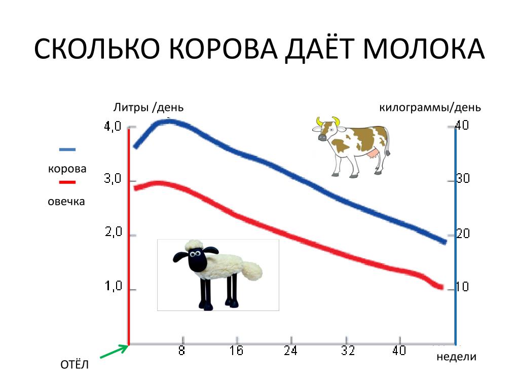 Сколько литров дает корова молока в день. Сколько корова дает молока. Средняя удойность коровы в день. Сколько лет корова дает молоко. Сколько молока дает корова в сутки в среднем.