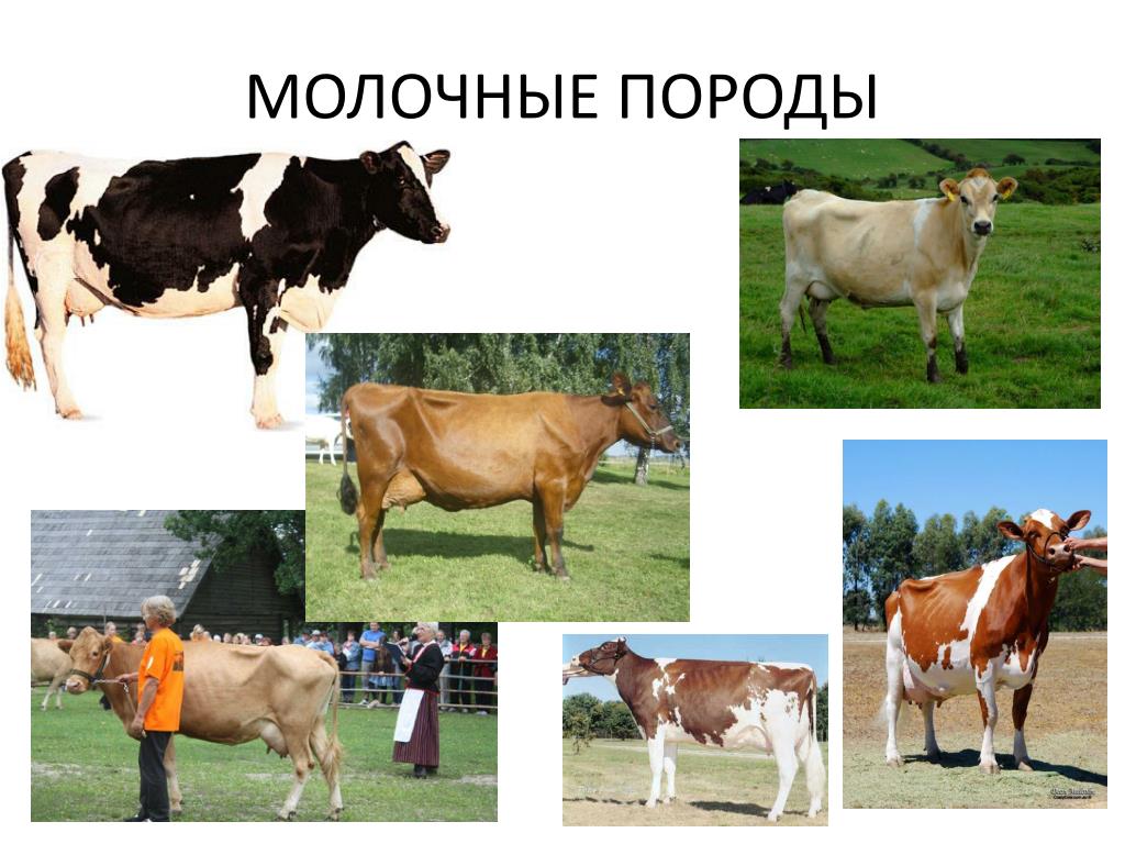 Жирномолочные Породы Коров