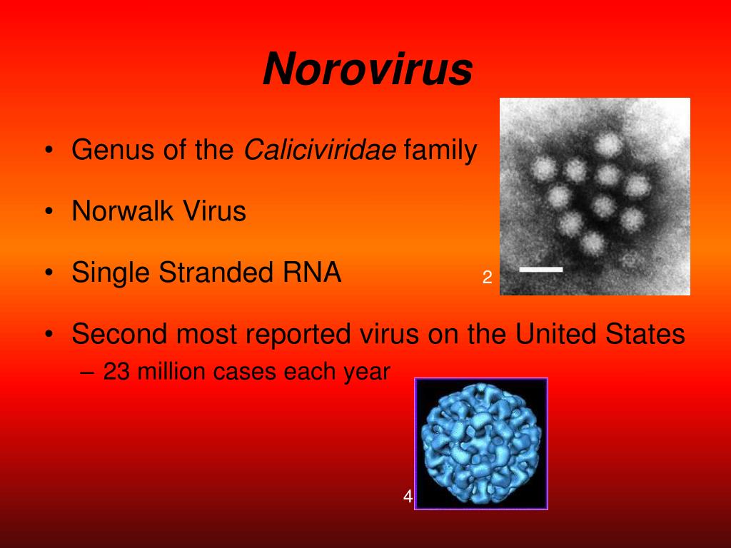 Норовирус что это такое