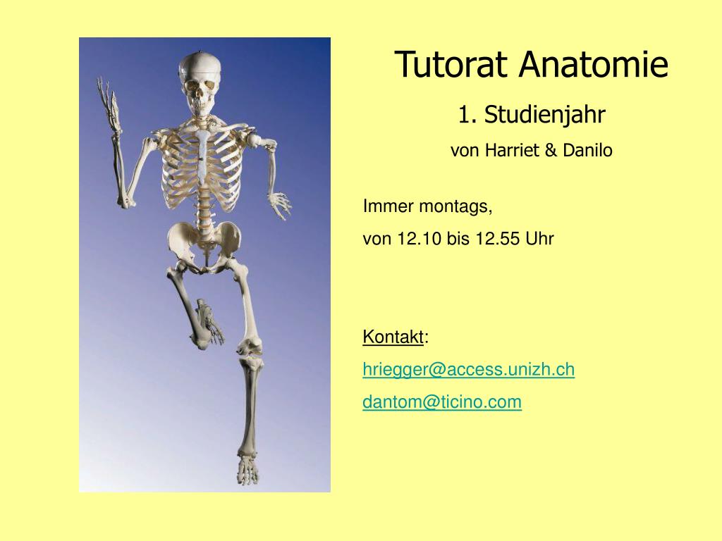 PPT - Tutorat Anatomie Studienjahr von Harriet & Danilo PowerPoint  Presentation - ID:4193566
