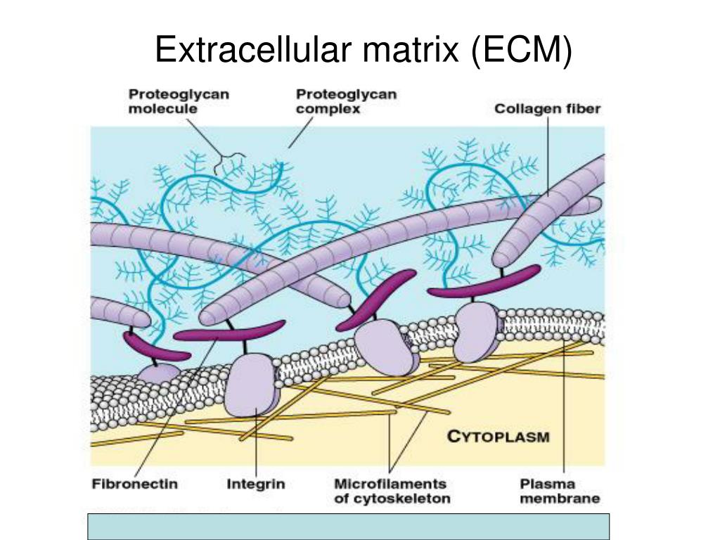 Components Of Extracellular Matrix