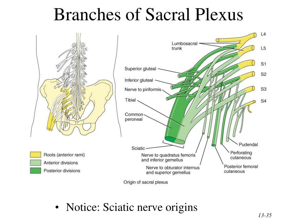 PPT - Chapter 13 The Spinal Cord & Spinal Nerves PowerPoint