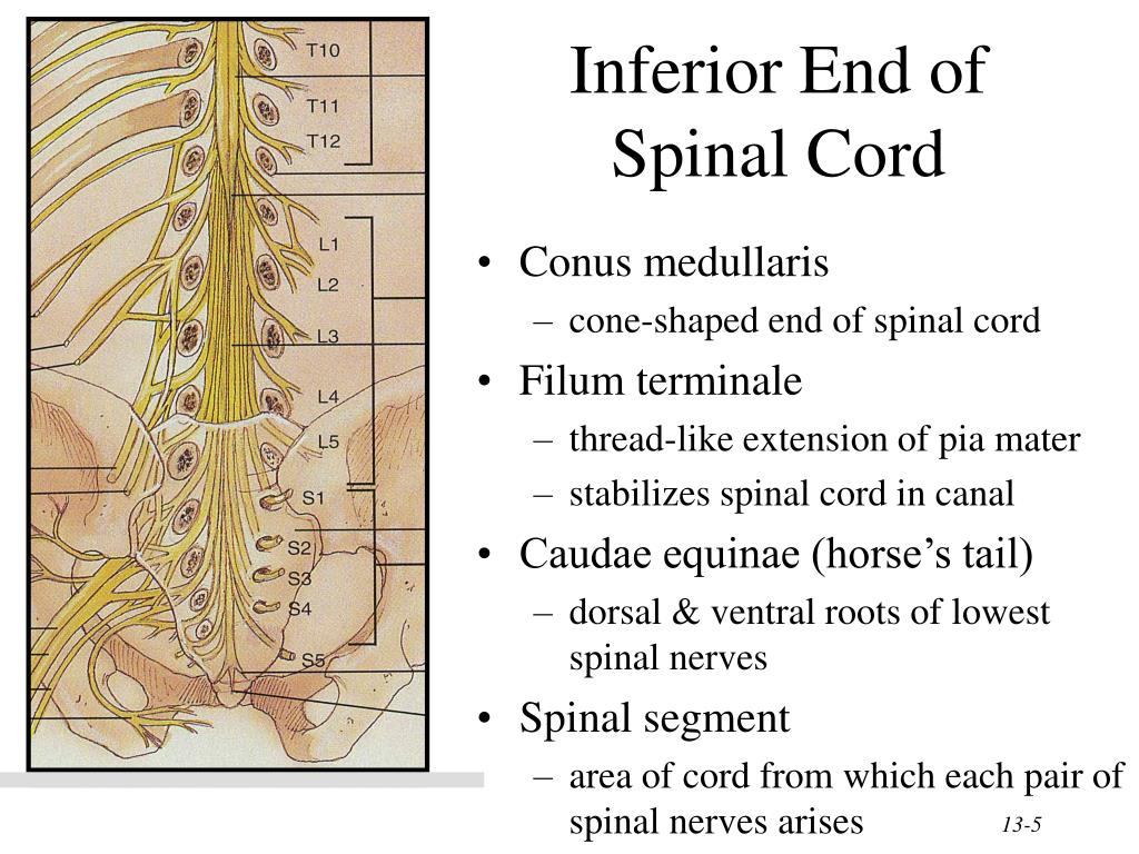 PPT - Chapter 13 The Spinal Cord & Spinal Nerves PowerPoint