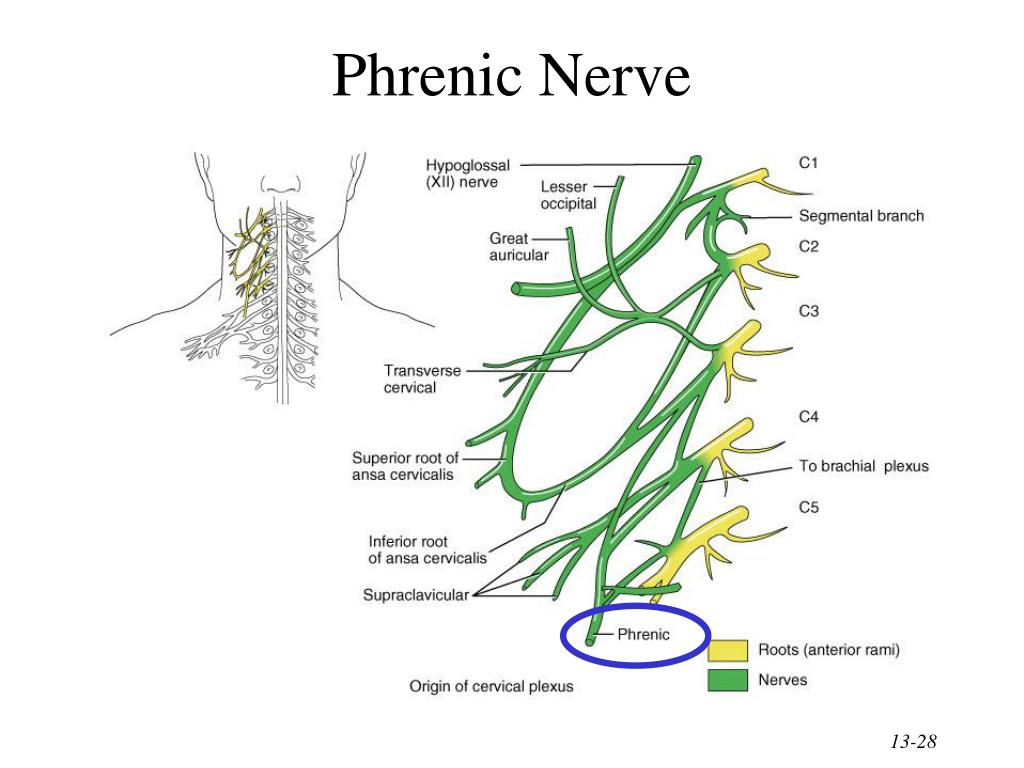 Phrenic Nerve Pathway Phrenic Nerve Pathway