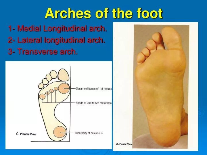 arches of foot anatomy
