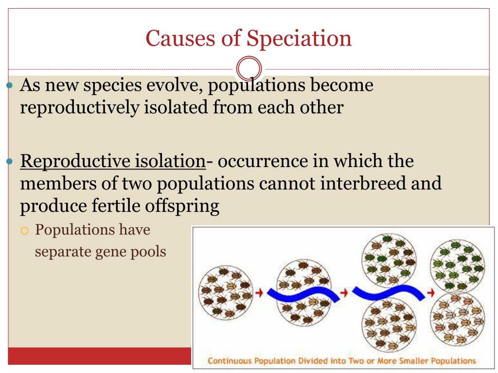 PPT - Evolution And Speciation PowerPoint Presentation, Free Download ...