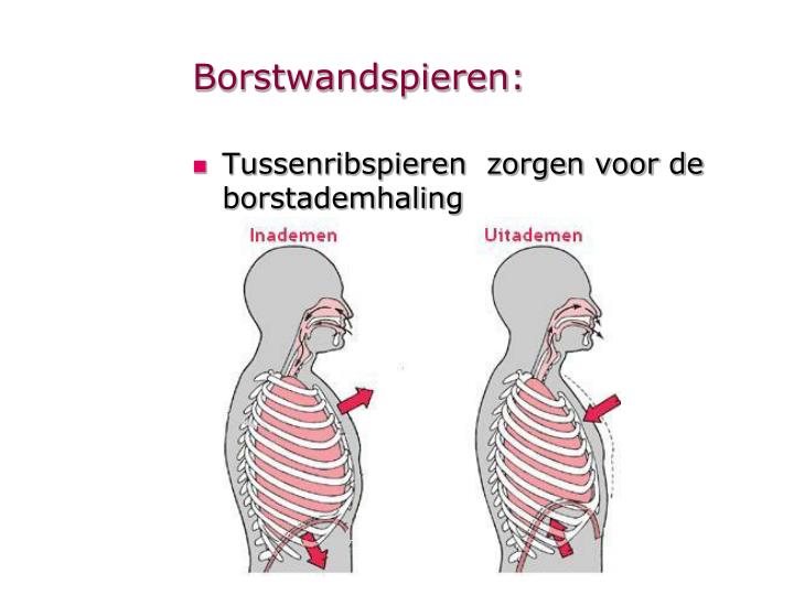 PPT - anatomie PowerPoint Presentation - ID:4195621