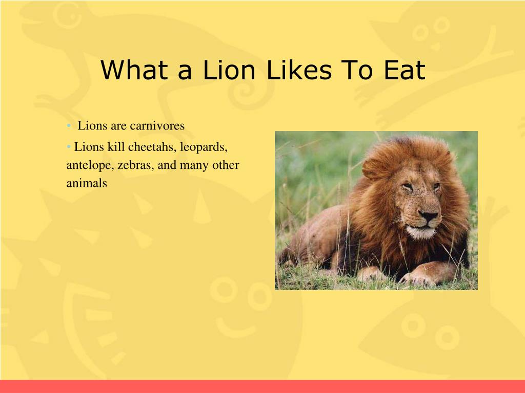 Как переводится лев. Lion about. Lion предложения. Описать Льва по частям по английскому языку.
