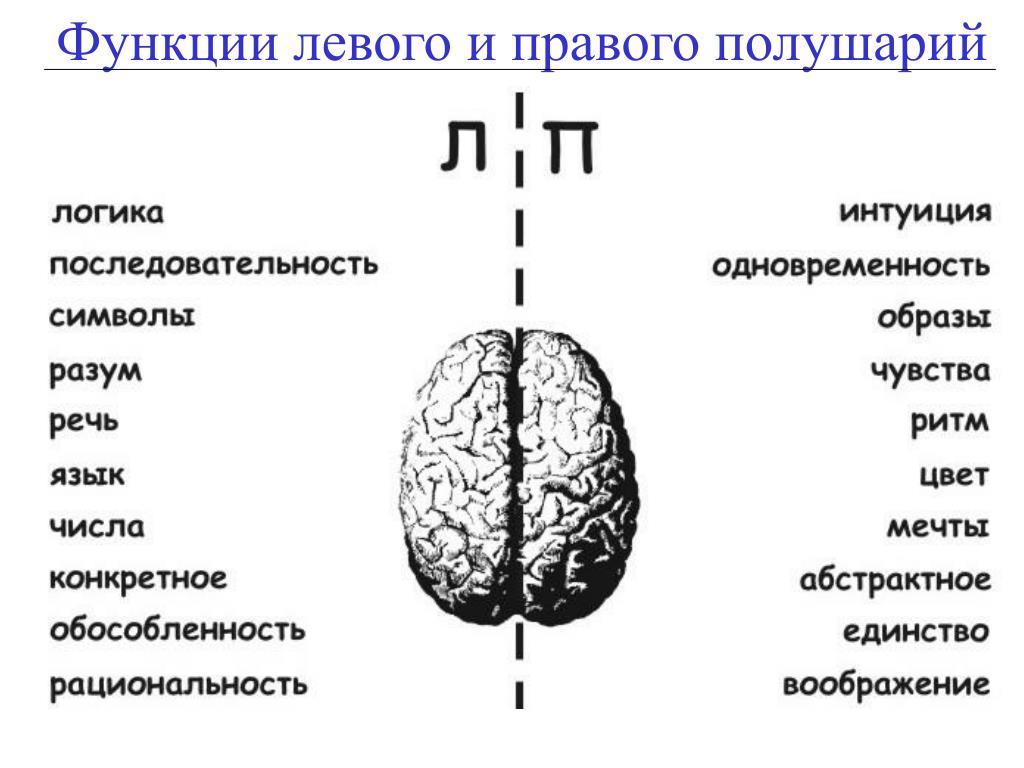 Правая гемисфера мозга. За какие функции отвечает правое полушарие головного мозга. За что отвечает левое и правое полушарие головного мозга. Головной мозг левое и правое полушарие. Функции правого полушария головного мозга человека.