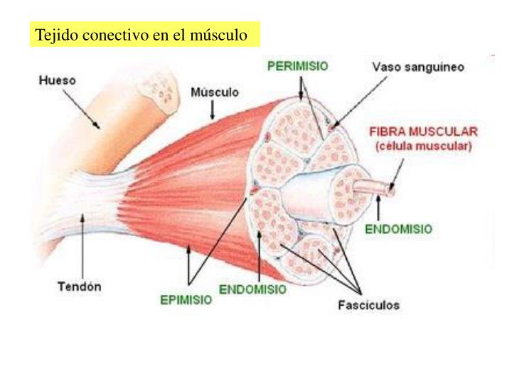 PPT - Sistema muscular PowerPoint Presentation - ID:4197104