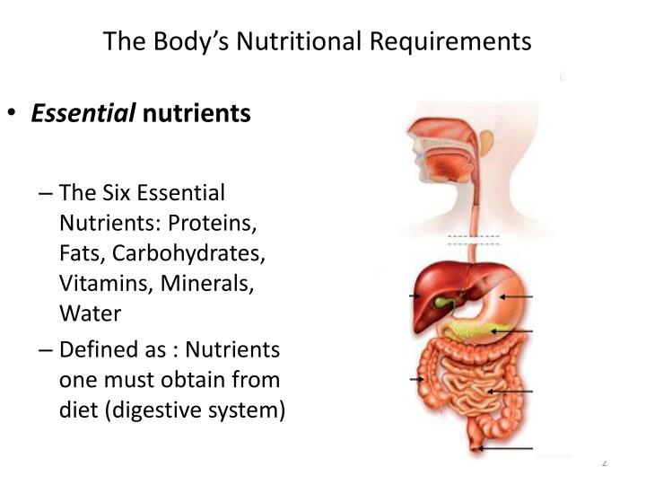 define the basic nutritional requirements of School children should eat a healthy energy and nutrient requirements a basic understanding of the principles of healthy eating can help them to make. define the basic nutritional requirements of School children should eat a healthy energy and nutrient requirements a basic understanding of the principles of healthy eating can help them to make.