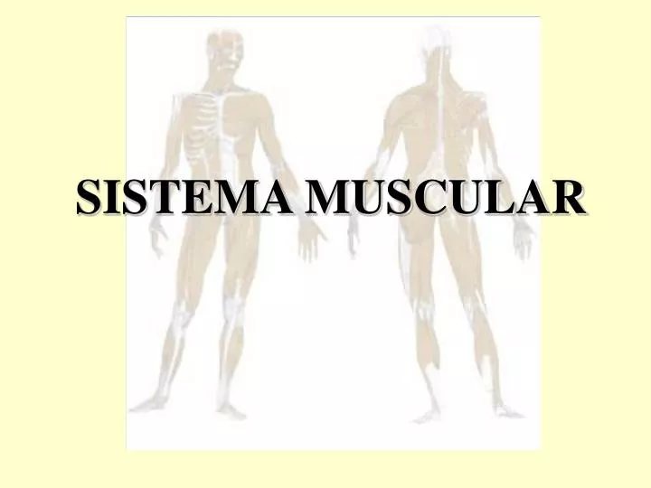 sistema muscular n.