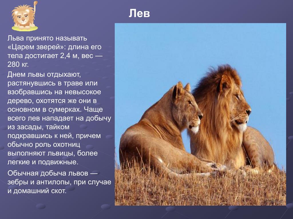 Про львов читать. Интересные факты о львах. Факты про Львов. Интересные факты о львах животных. Необычные факты о львах.