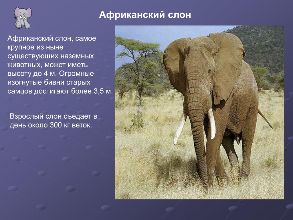 Рост африканского слона. Африканский слон вес и рост. Слон Африканский самое крупное из современных наземных животных. Африканский слон самое крупное сухопутное животное. Высота африканского слона.