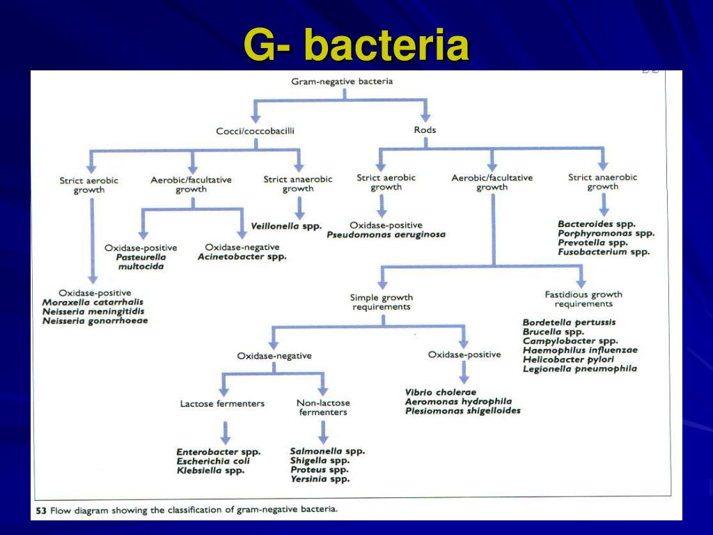 Gram Negative Rods Chart