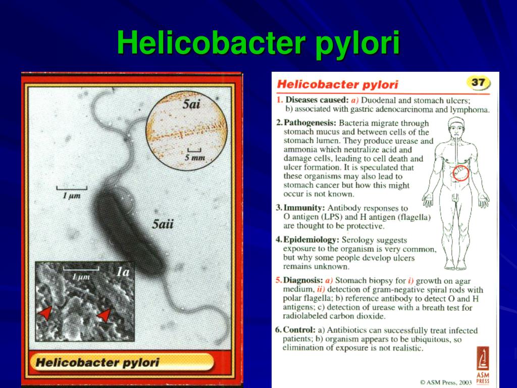 El helicobacter se contagia