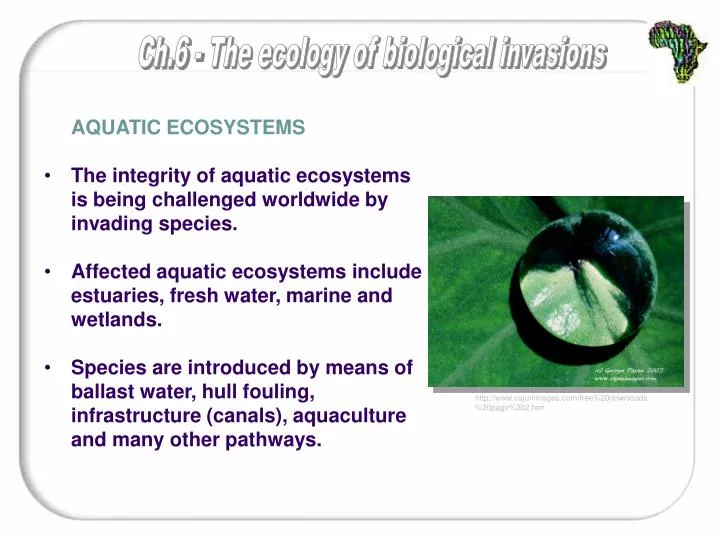 aquatic ecosystems n.