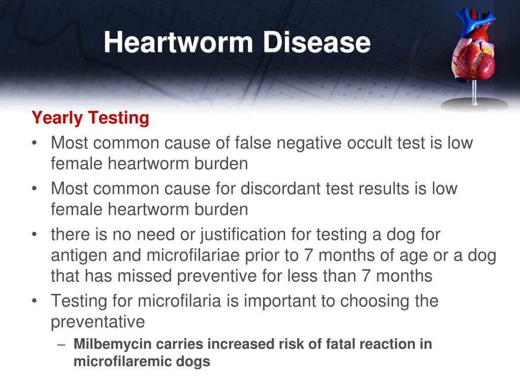PPT Basic Echocardiography Additional Information PowerPoint PPT Basic Echocardiography Additional Information PowerPoint