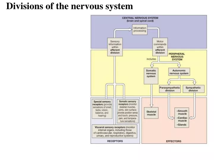 PPT - Divisions of the nervous system PowerPoint Presentation, free ...