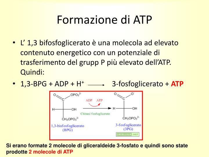 PPT - GLICOLISI PowerPoint Presentation - ID:4207417