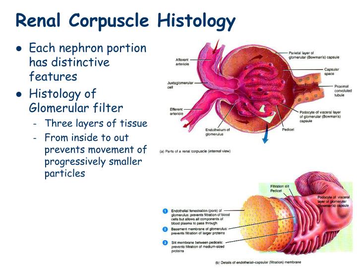 PPT - Kidney - External Macro Anatomy PowerPoint Presentation - ID:4207985