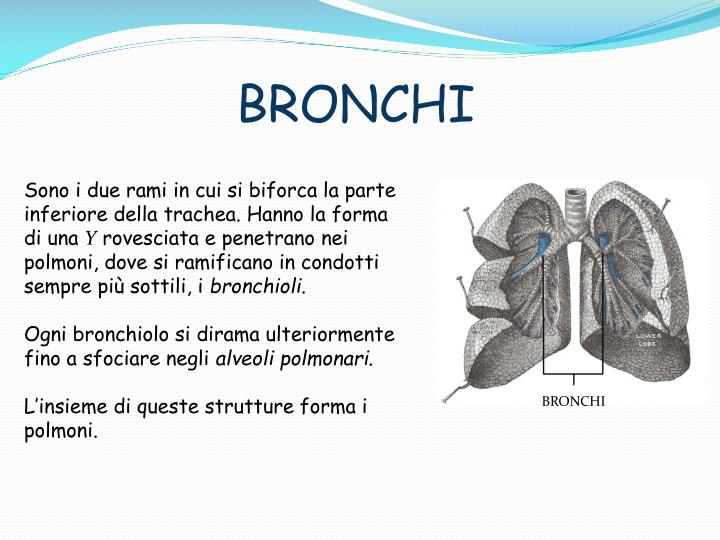 PPT - APPARATO RESPIRATORIO PowerPoint Presentation - ID:4208153