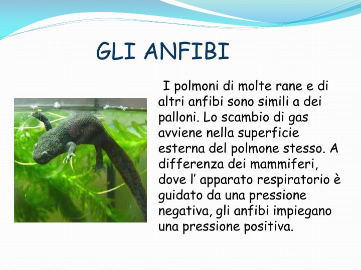 PPT APPARATO RESPIRATORIO PowerPoint Presentation ID4208153
