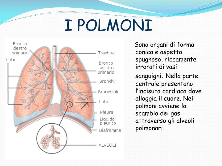 PPT - APPARATO RESPIRATORIO PowerPoint Presentation - ID:4208153