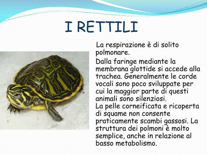 PPT APPARATO RESPIRATORIO PowerPoint Presentation ID4208153