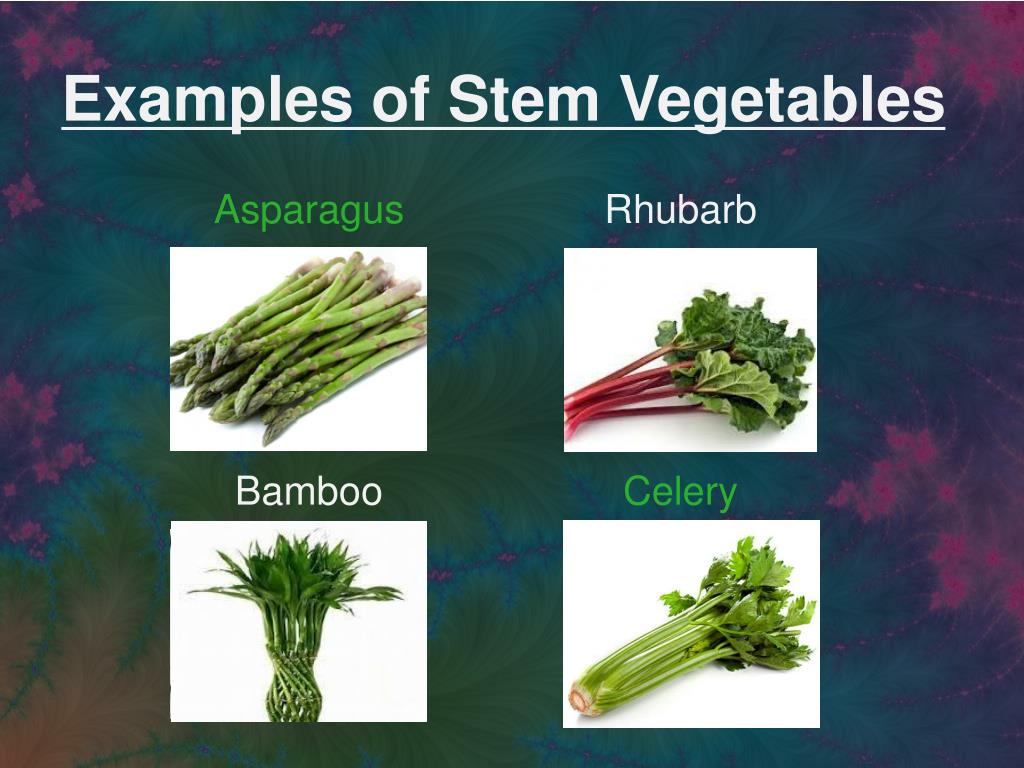 PPT Roots Stems And Leaves PowerPoint Presentation Free Download