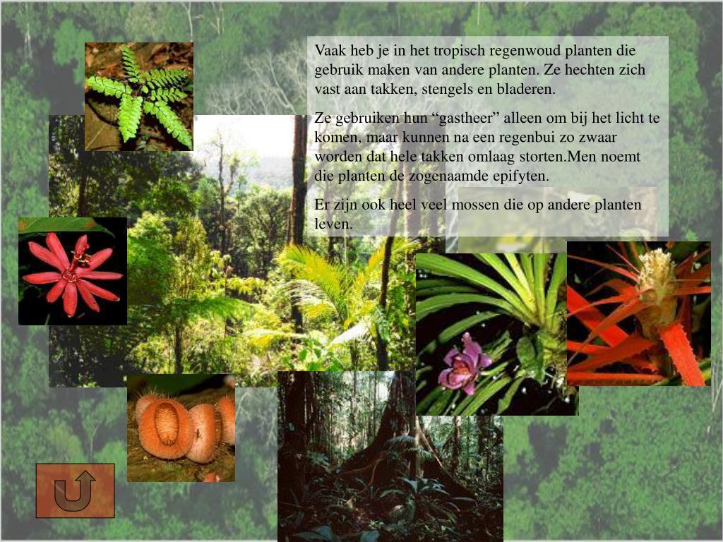 PPT HET TROPISCH REGENWOUD PowerPoint Presentation Free Download 