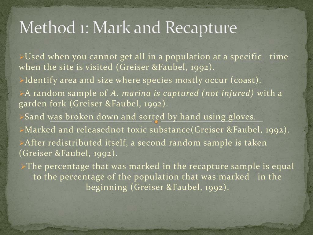 PPT - ESTIMATINGPOPULATION SIZE Arenicola marina (lugworm) PowerPoint ...