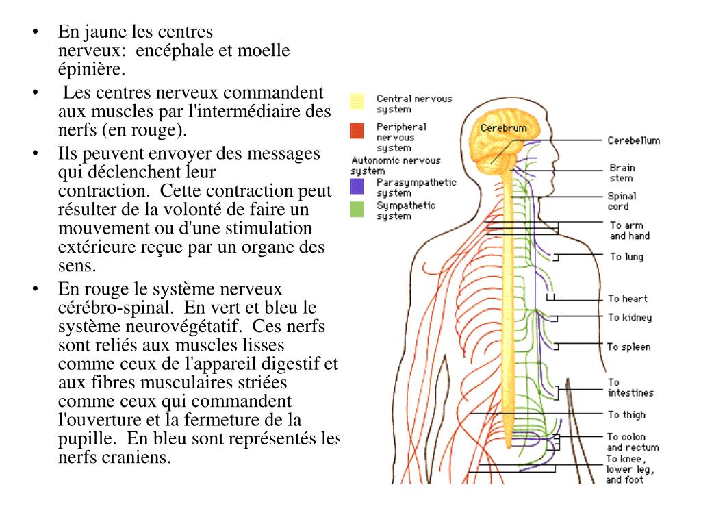PPT - Organisation générale du système nerveux PowerPoint Presentation ...