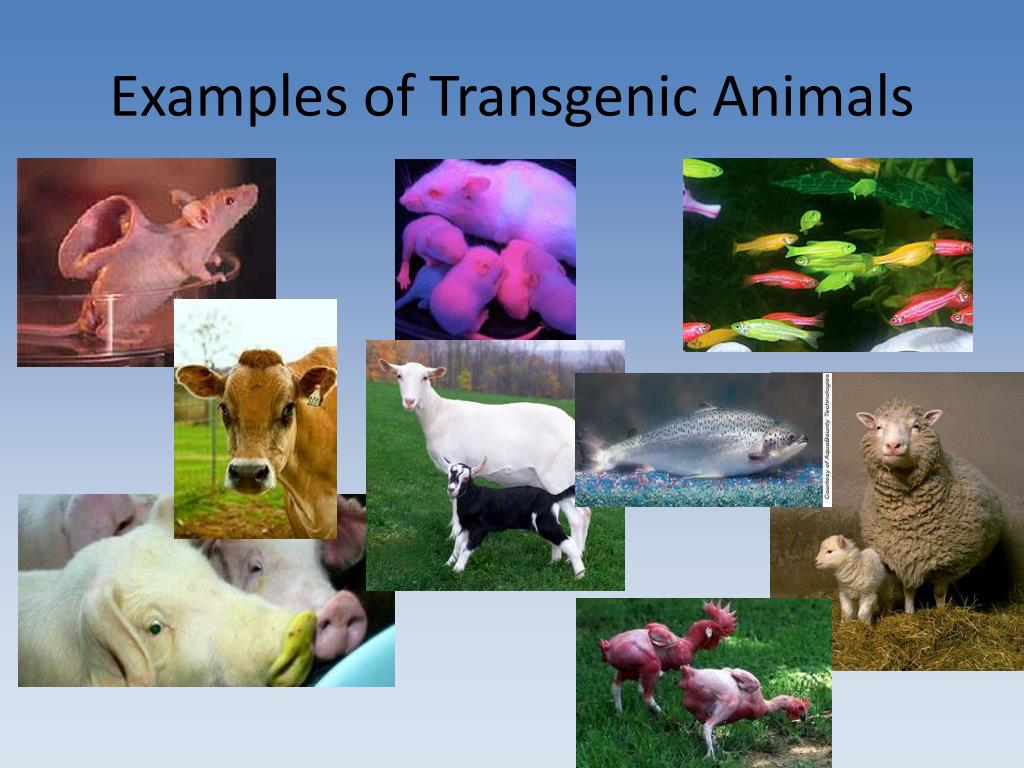 Transgenic Animals Examples Jandkartdesign