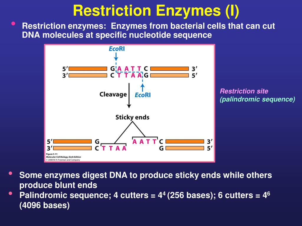 palindromic sequences palindromic sequences