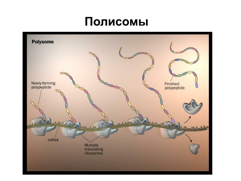 Синтезирующийся полипептид. Синтез белка трансляция полисома. Биосинтез белка полисома. Полисома трансляция. Рибосомы и полисомы.