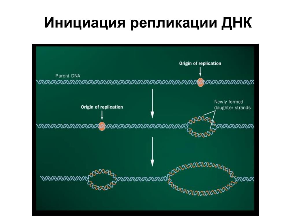 3 этапа репликации. Схема инициации репликации. Этапы репликации ДНК инициация. Инициация репликации ДНК схема. Инициация синтеза ДНК - репликация.